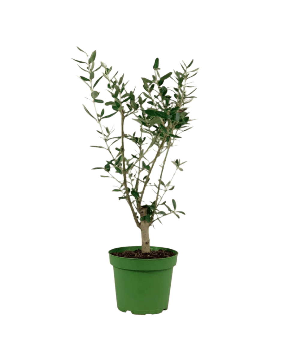 Mini Olive Tree (Olea Europaea Holland) - Image 8