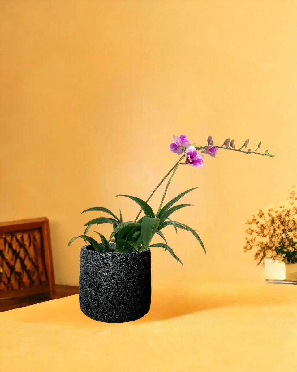 Mini Orchid - Image 11