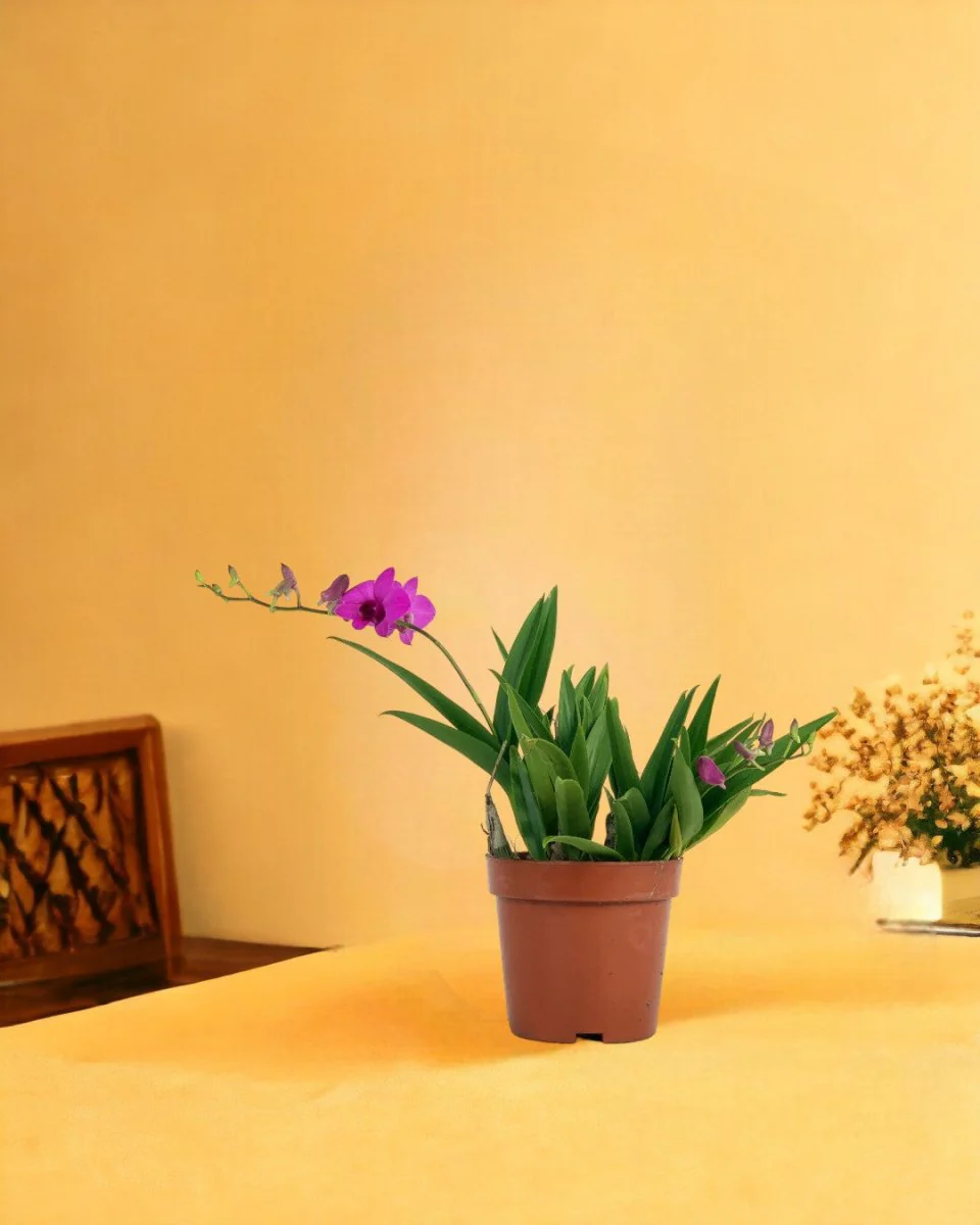 Mini Orchid - Image 12