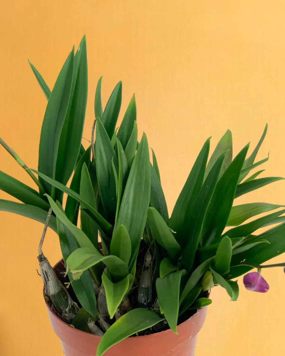 Mini Orchid - Image 13