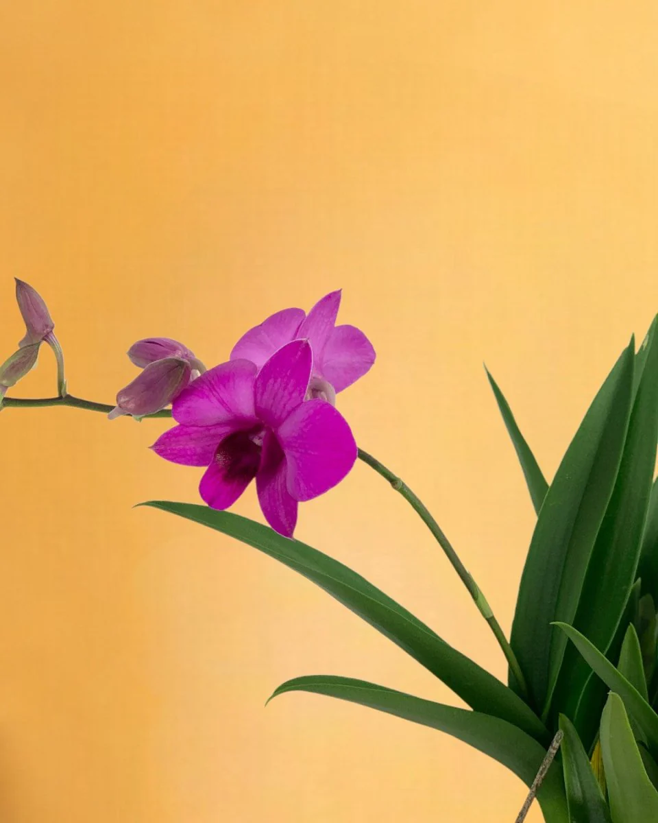 Mini Orchid - Image 14
