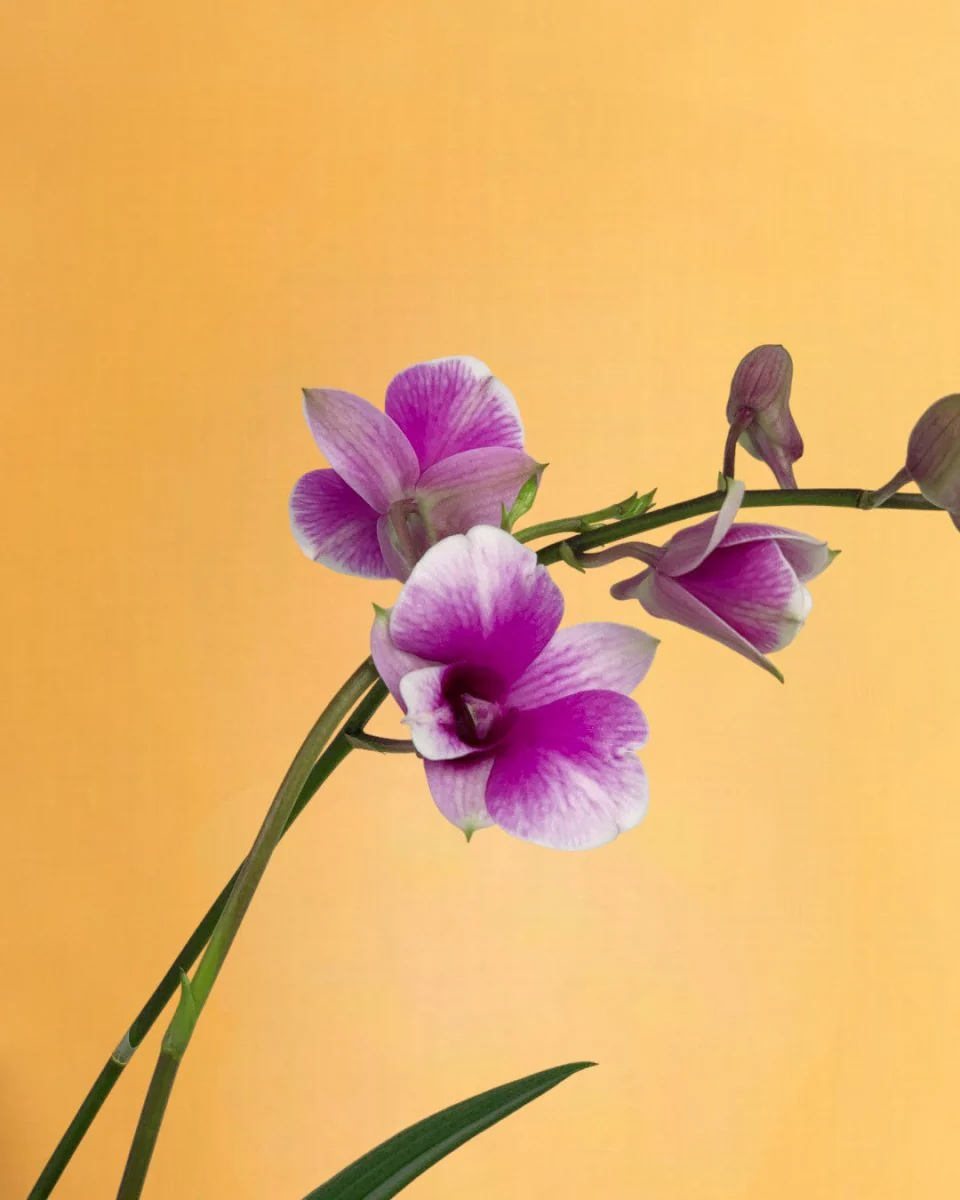 Mini Orchid - Image 15