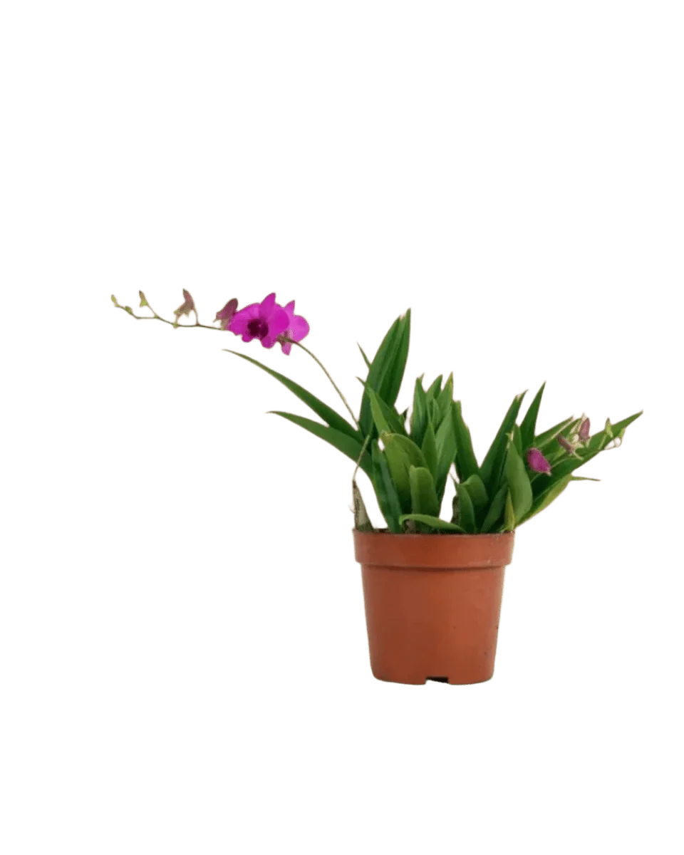 Mini Orchid - Image 16