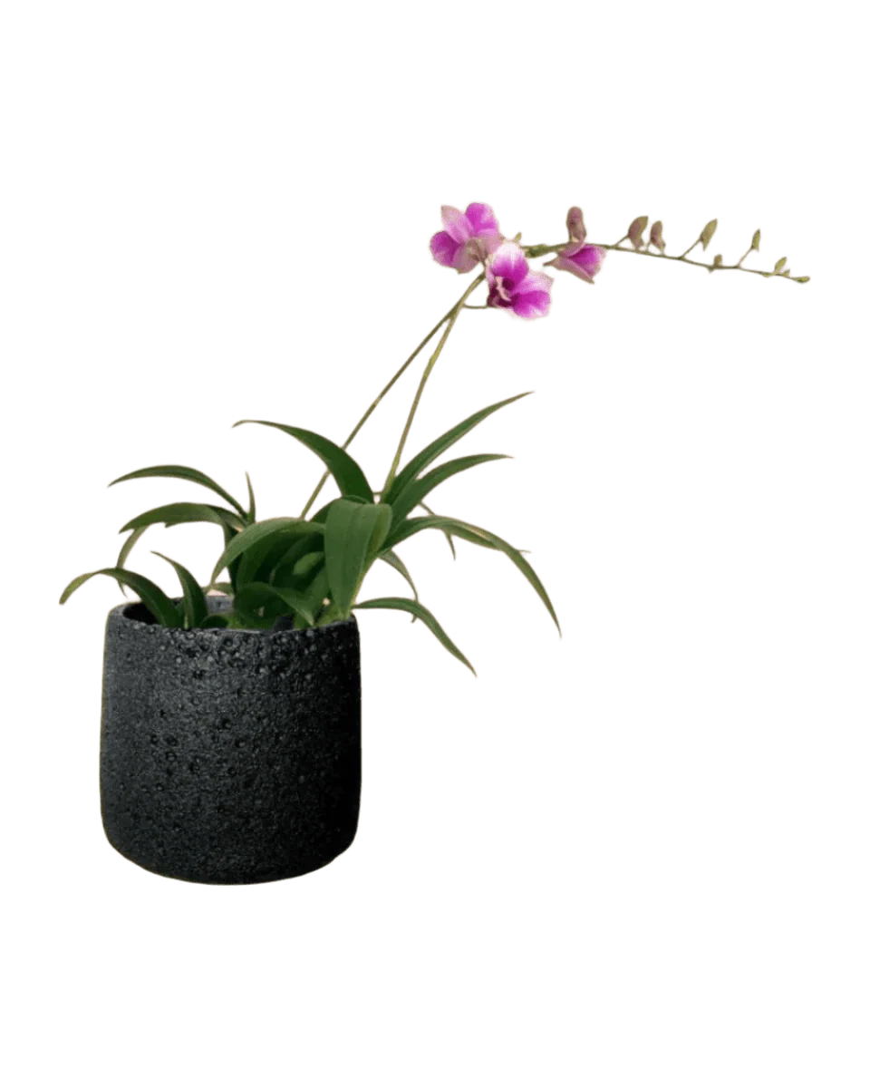 Mini Orchid - Image 17
