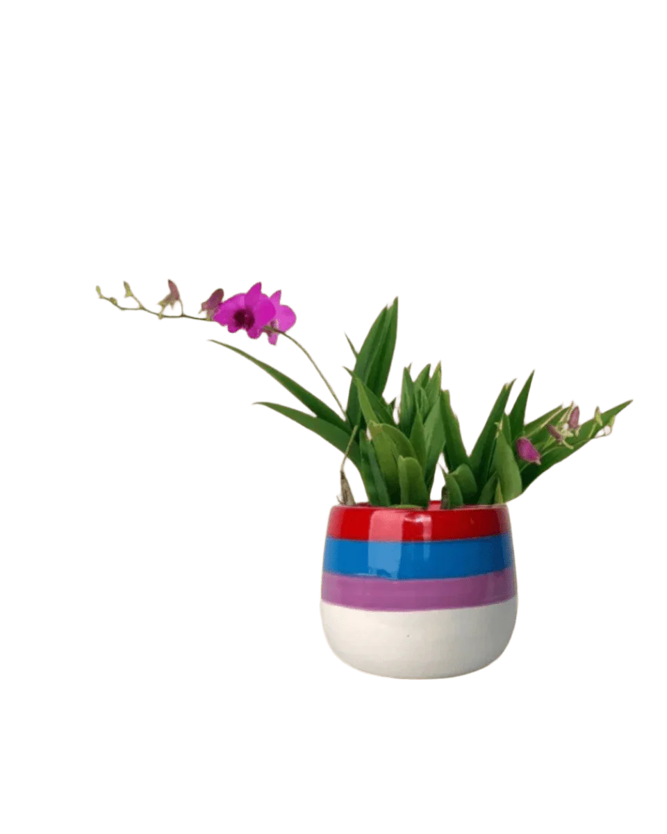 Mini Orchid - Image 18