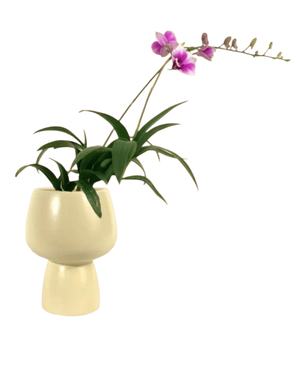 Mini Orchid - Image 19
