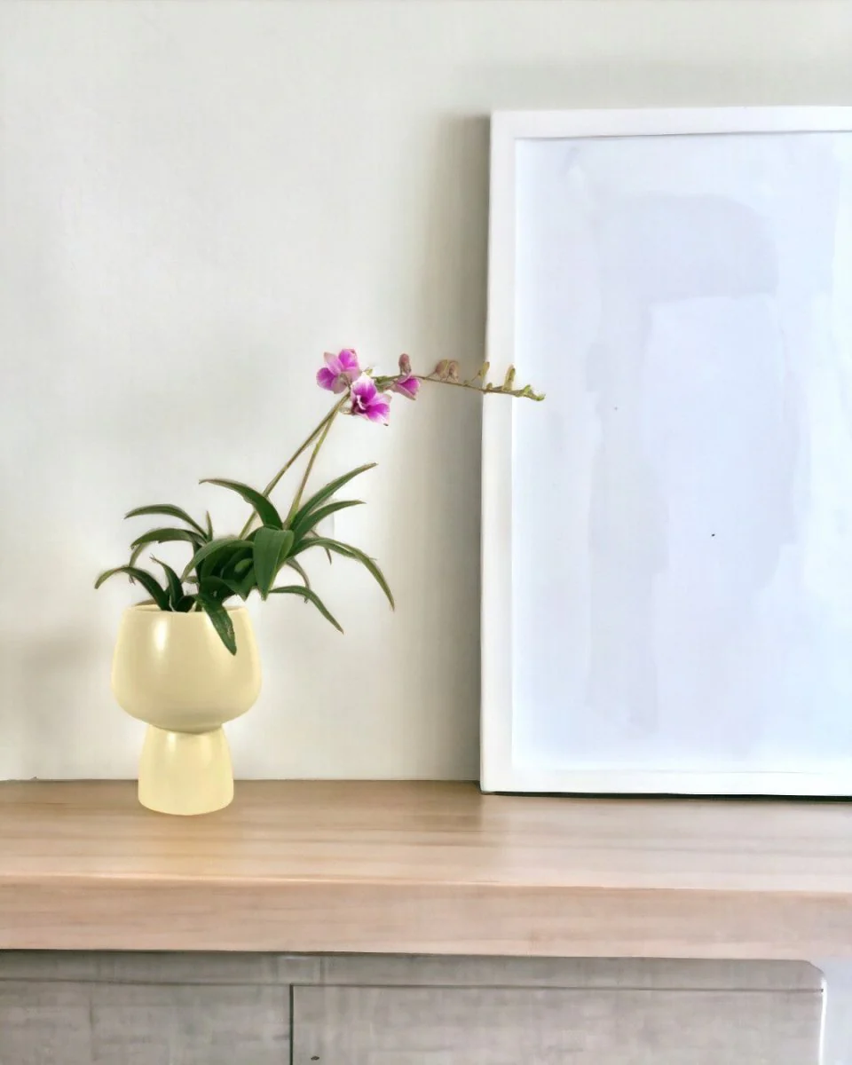 Mini Orchid - Image 2