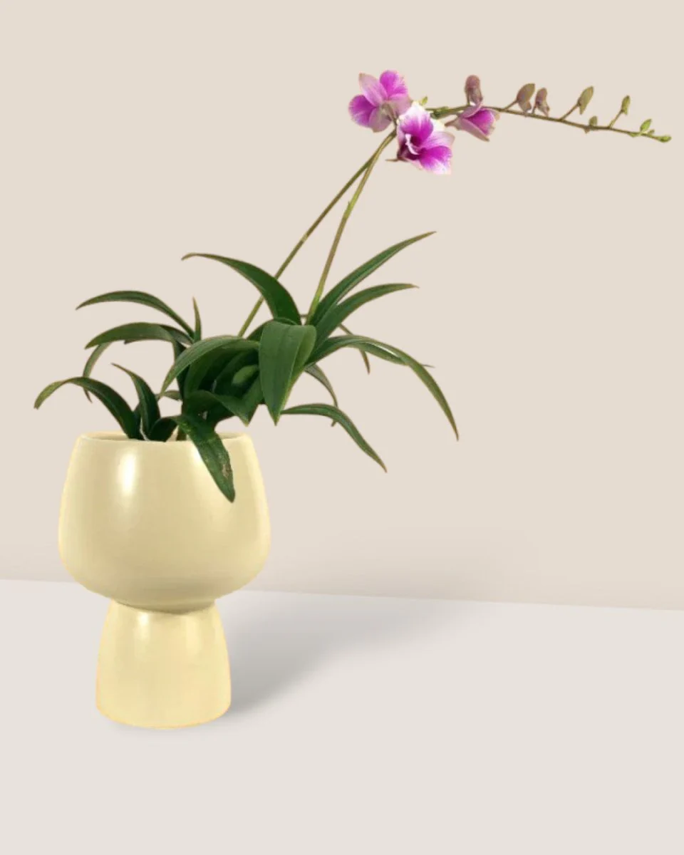 Mini Orchid - Image 3