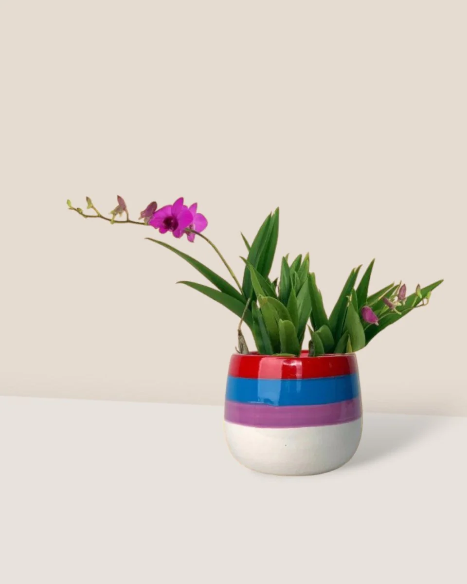 Mini Orchid - Image 4