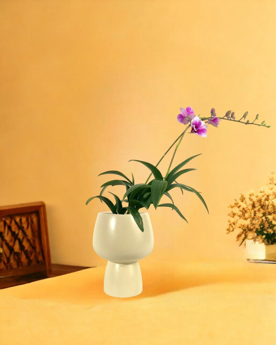 Mini Orchid - Image 5