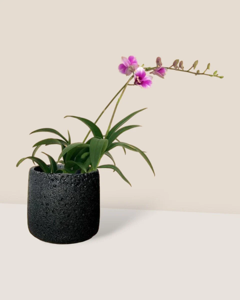 Mini Orchid - Image 6