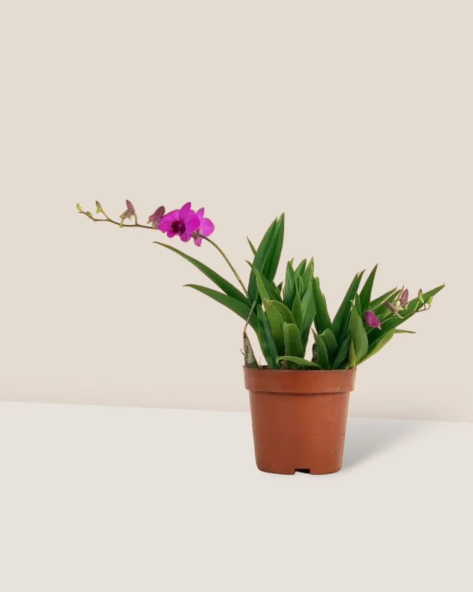 Mini Orchid - Image 7