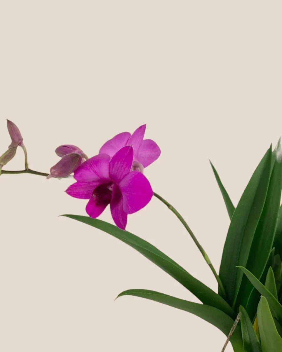 Mini Orchid - Image 8