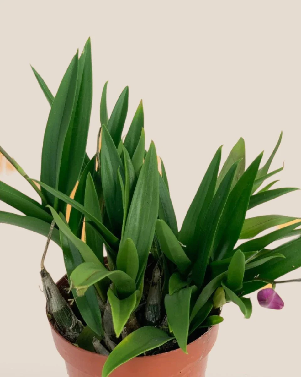 Mini Orchid - Image 9