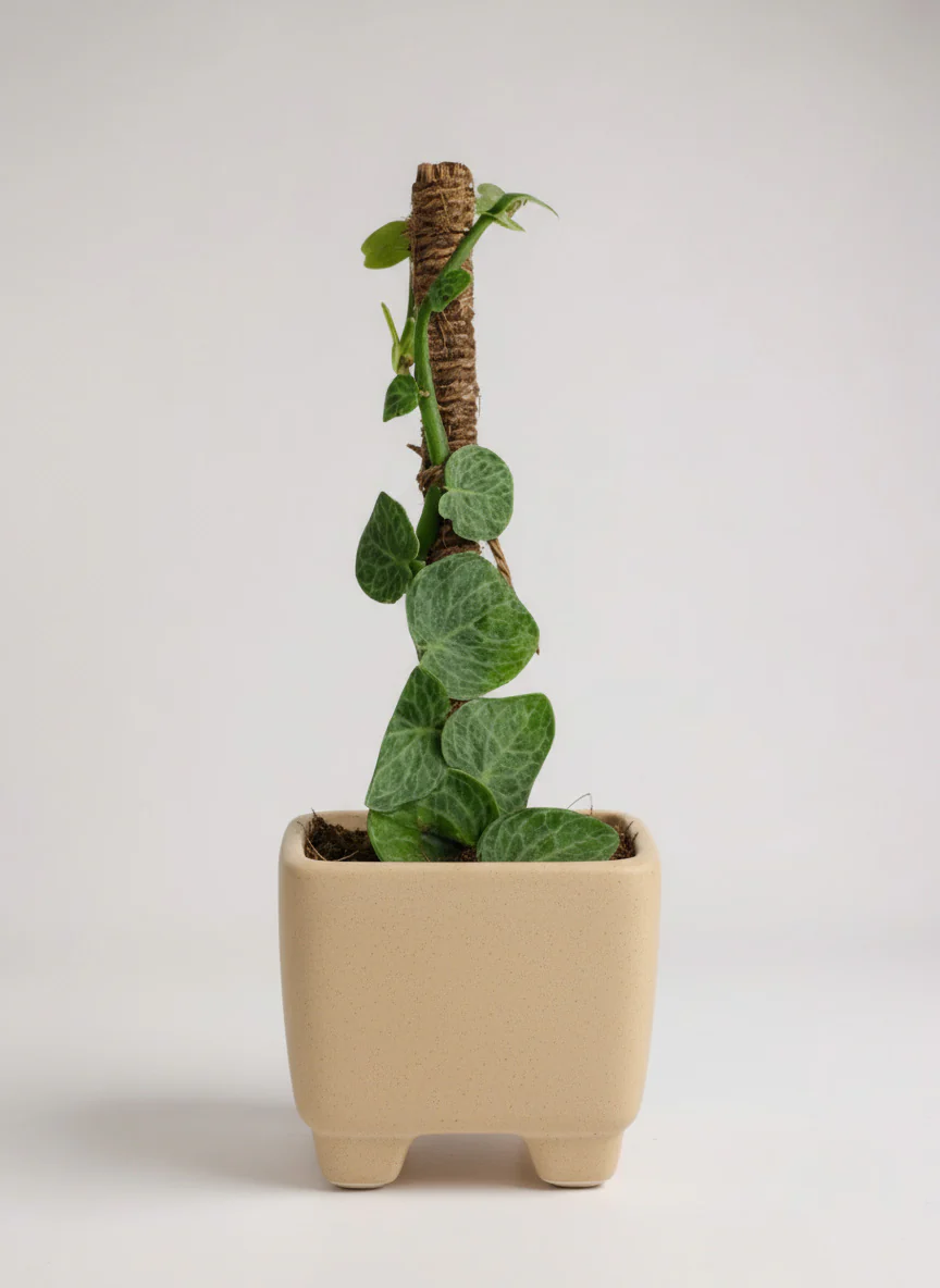 Mini Rhaphidophora Cryptantha - Image 4
