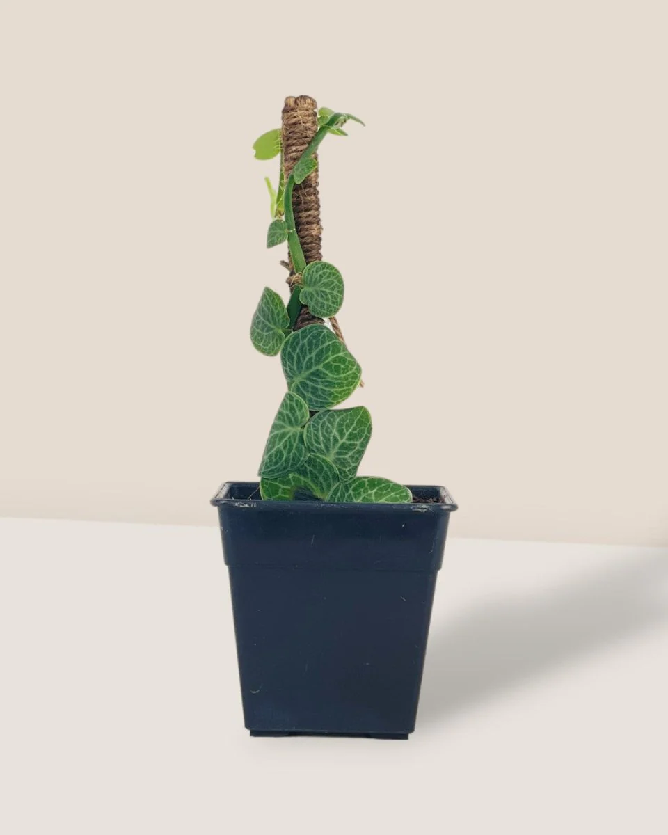Mini Rhaphidophora Cryptantha - Image 7