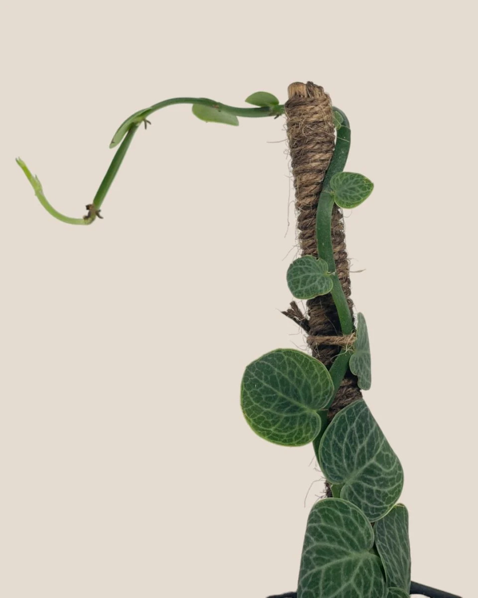 Mini Rhaphidophora Cryptantha - Image 8