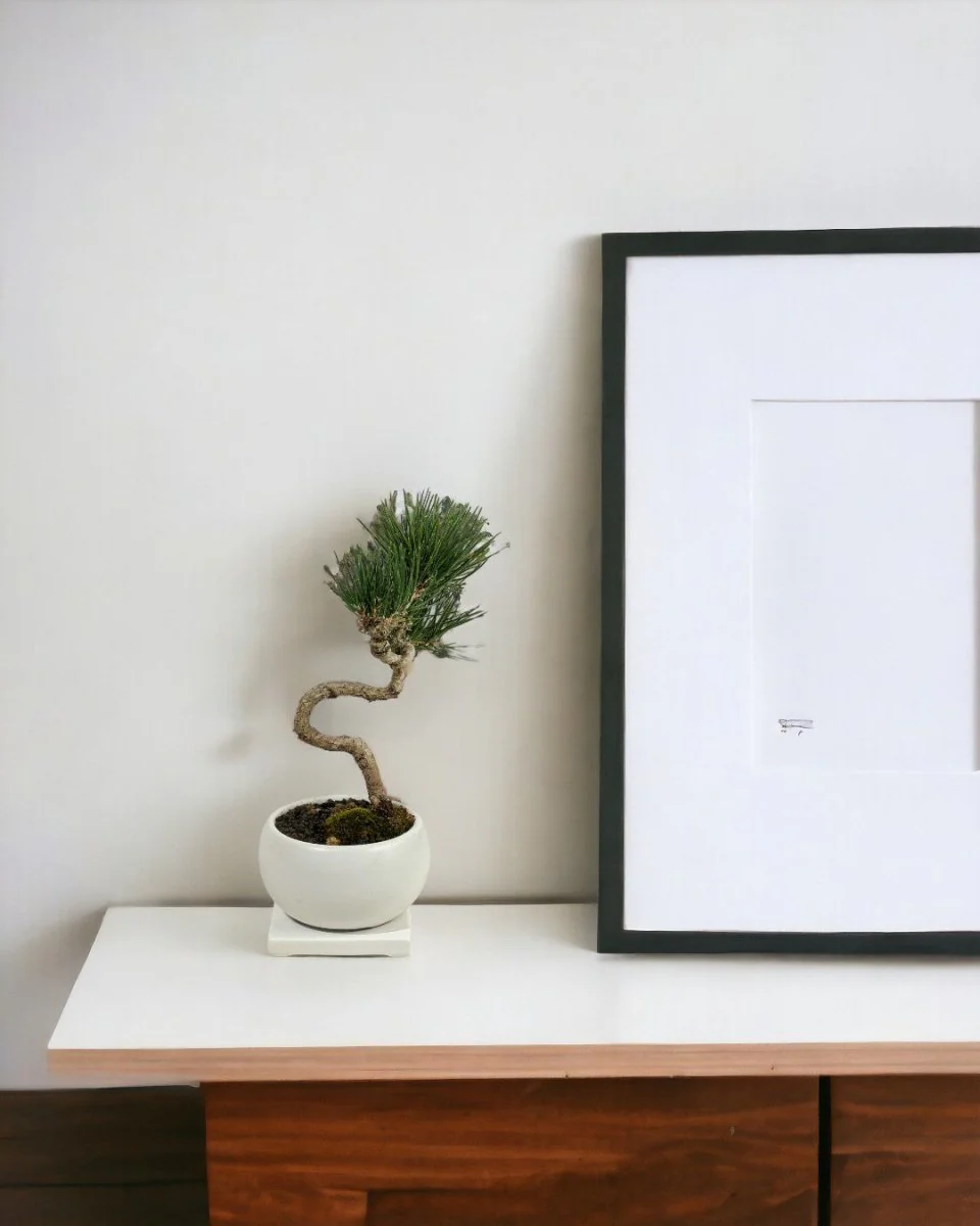 Miniature Japanese Black Pine in White Ceramic Pot (Japan) - Image 2