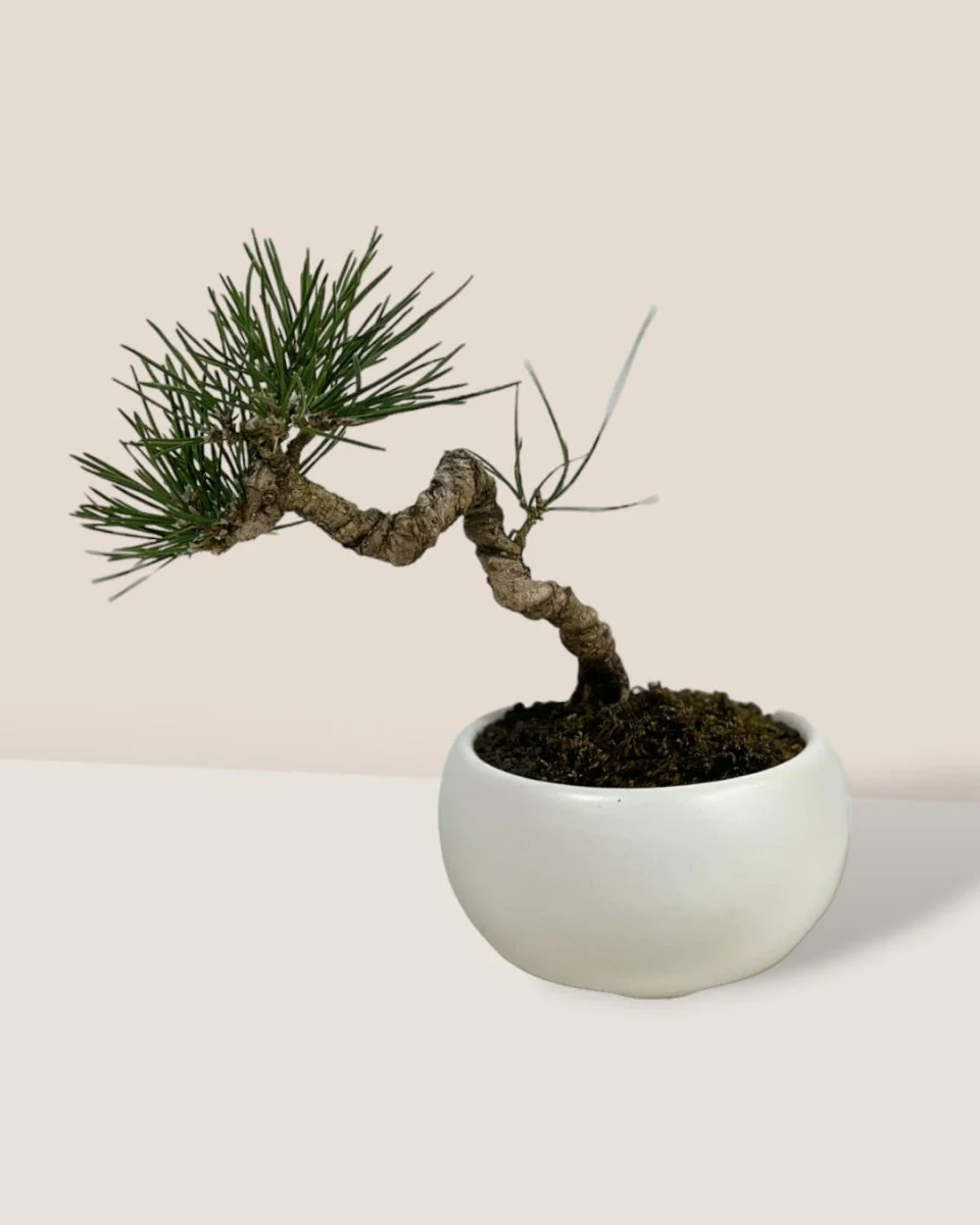 Miniature Japanese Black Pine in White Ceramic Pot (Japan) - Image 3