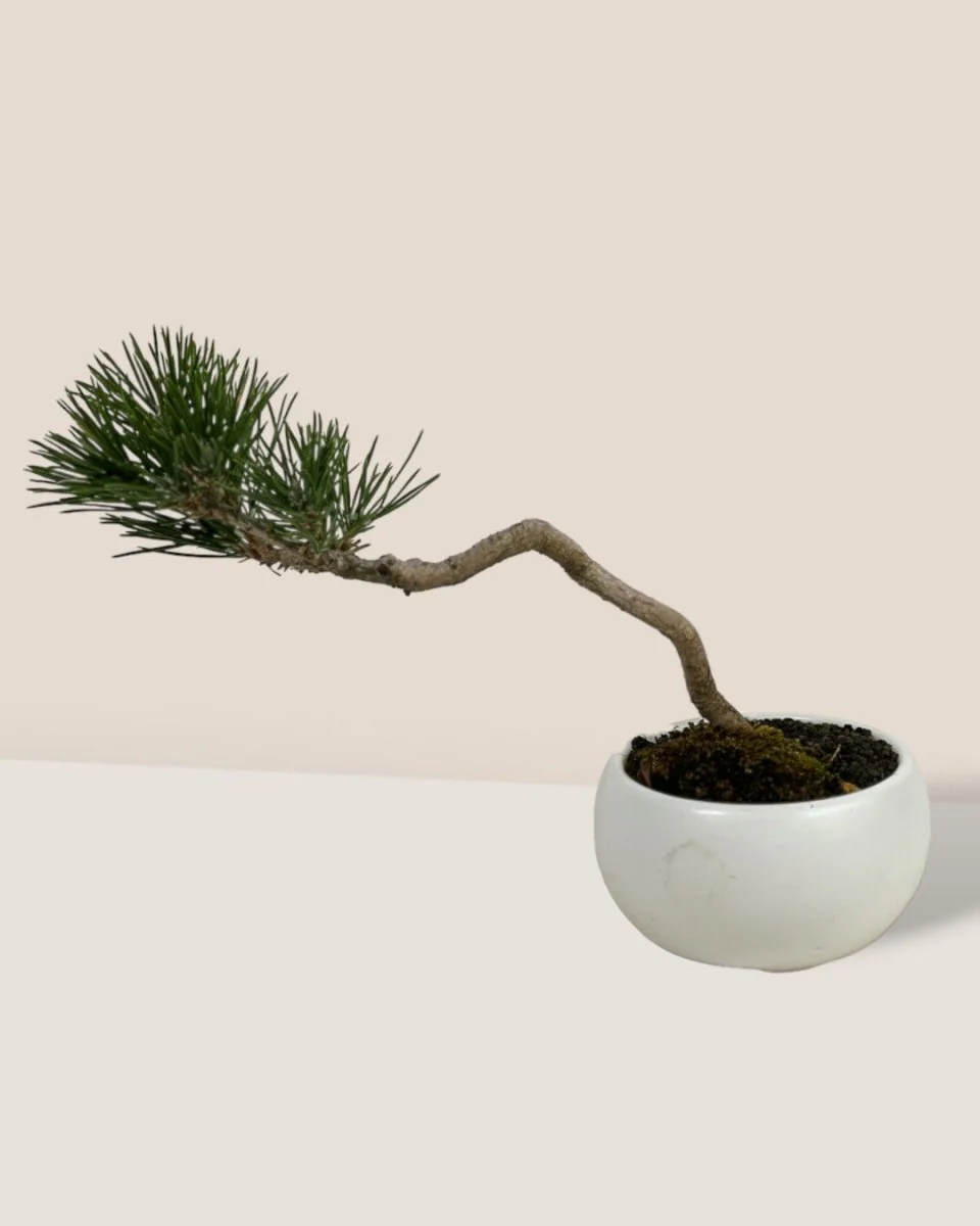 Miniature Japanese Black Pine in White Ceramic Pot (Japan) - Image 4