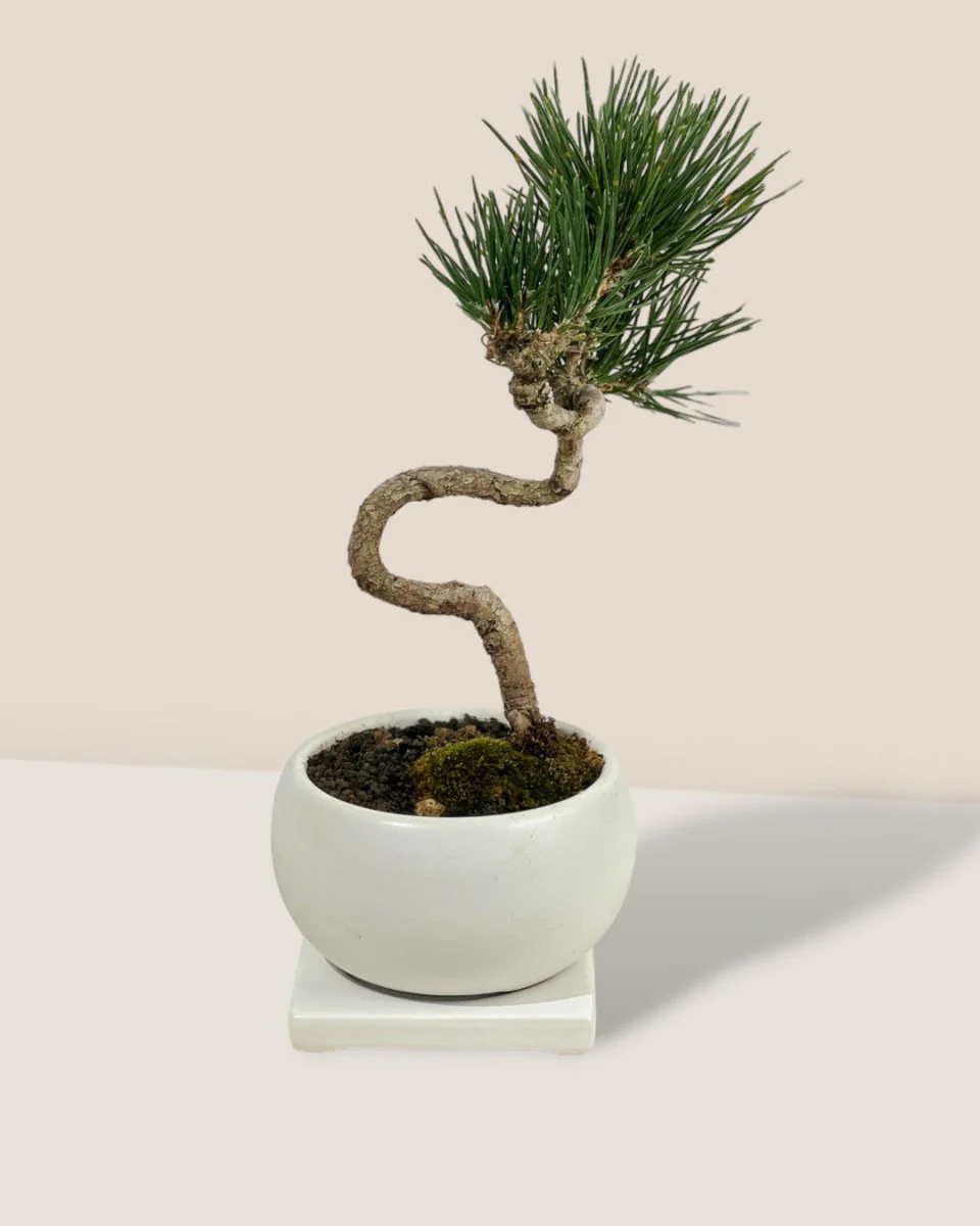 Miniature Japanese Black Pine in White Ceramic Pot (Japan) - Image 5