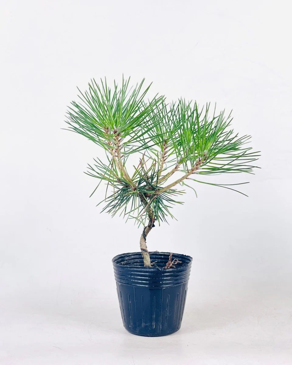Miniature Japanese Black Pine/Pinus Thunbergii - Image 10