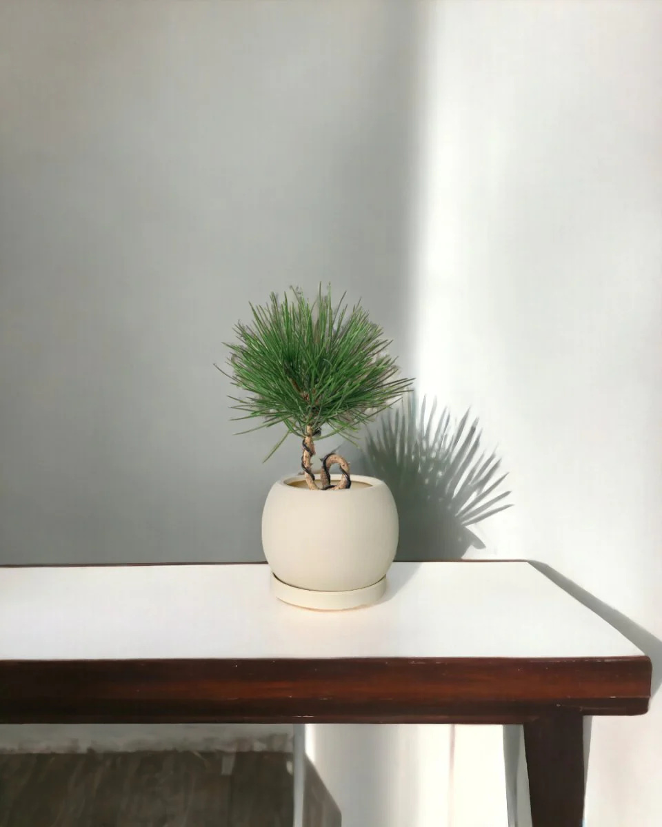 Miniature Japanese Black Pine/Pinus Thunbergii - Image 11