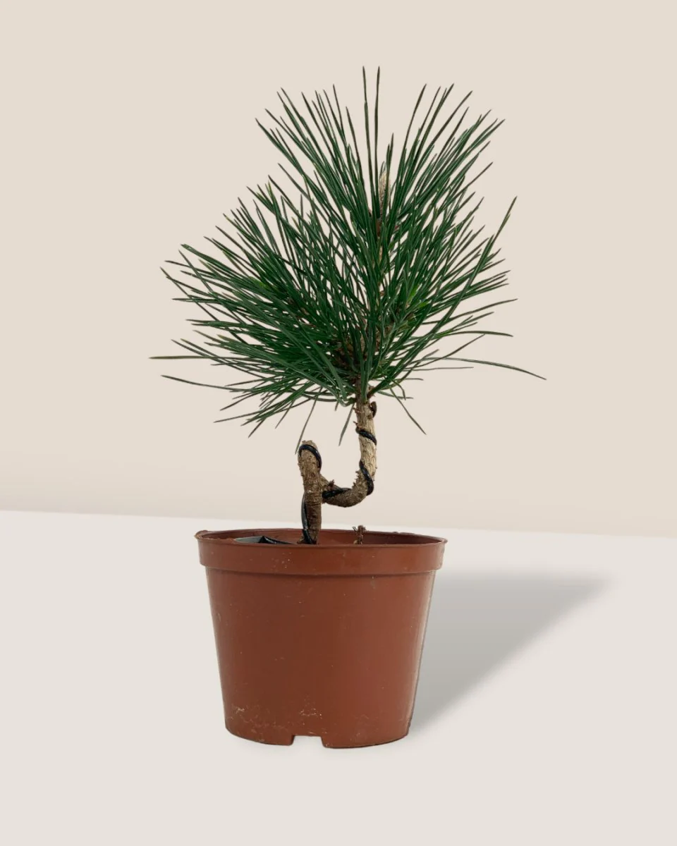 Miniature Japanese Black Pine/Pinus Thunbergii - Image 12
