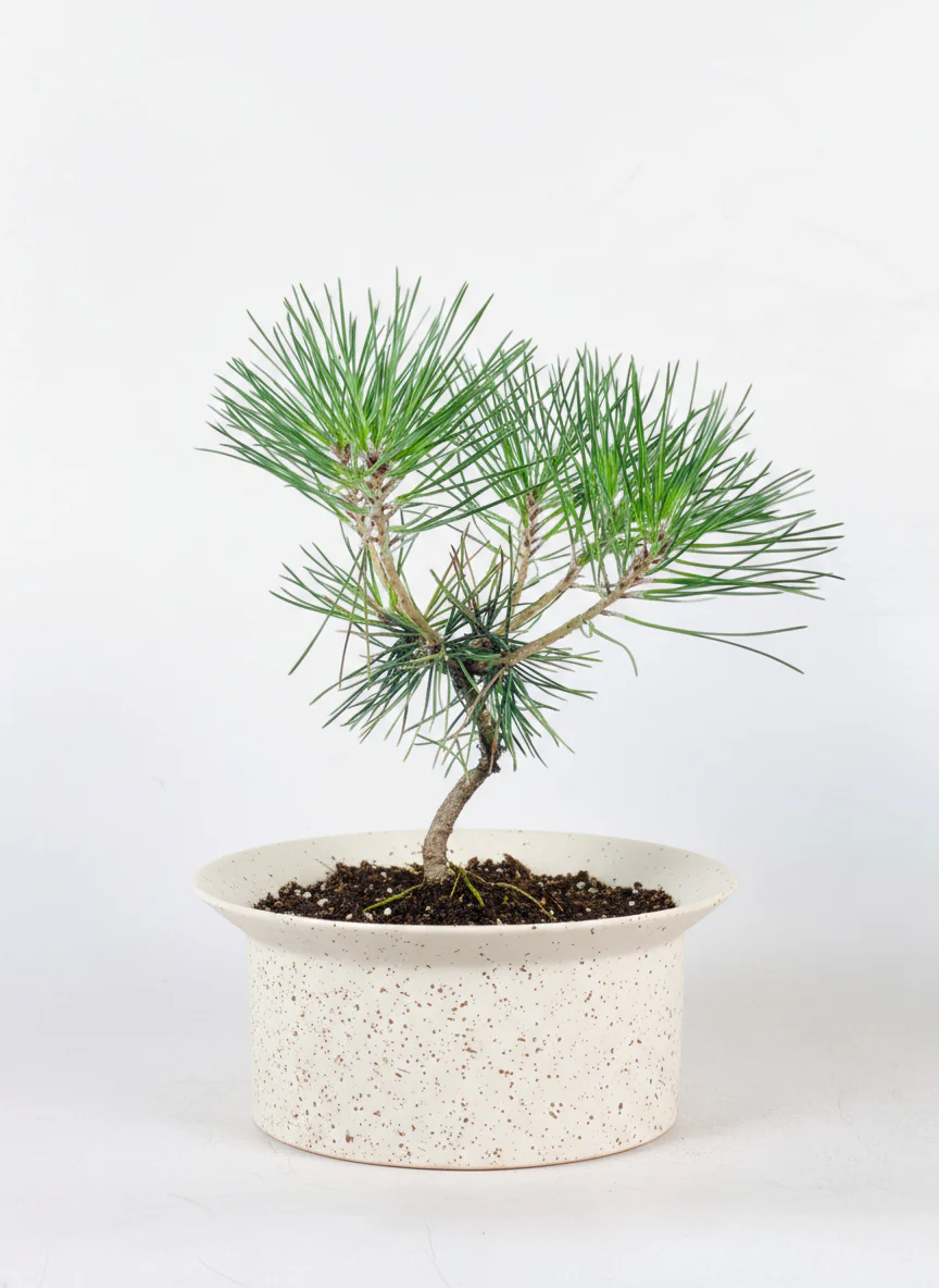 Miniature Japanese Black Pine/Pinus Thunbergii - Image 6