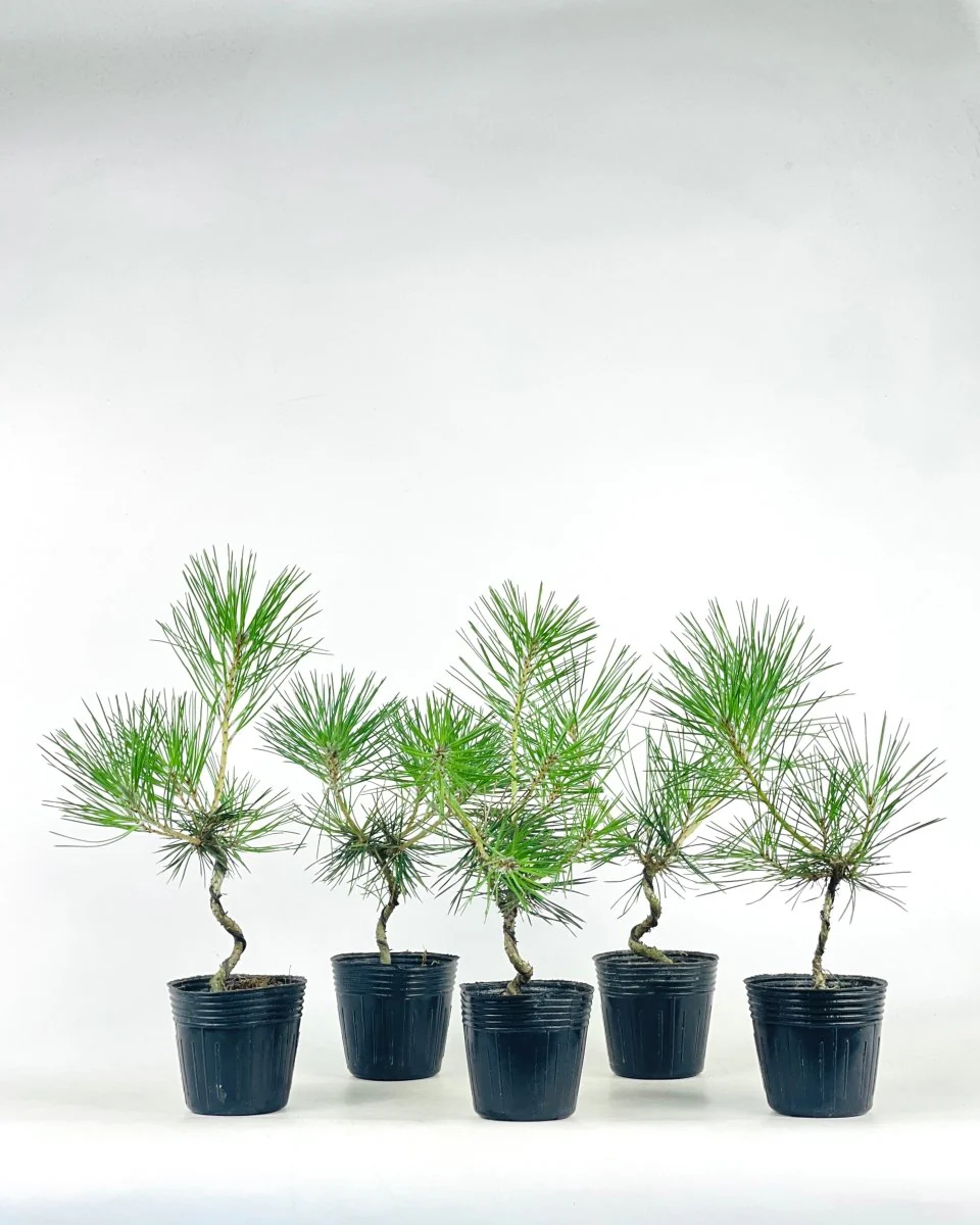 Miniature Japanese Black Pine/Pinus Thunbergii - Image 9