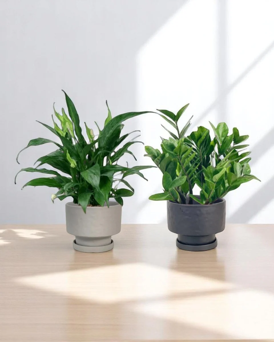 Green Sanctuary Set