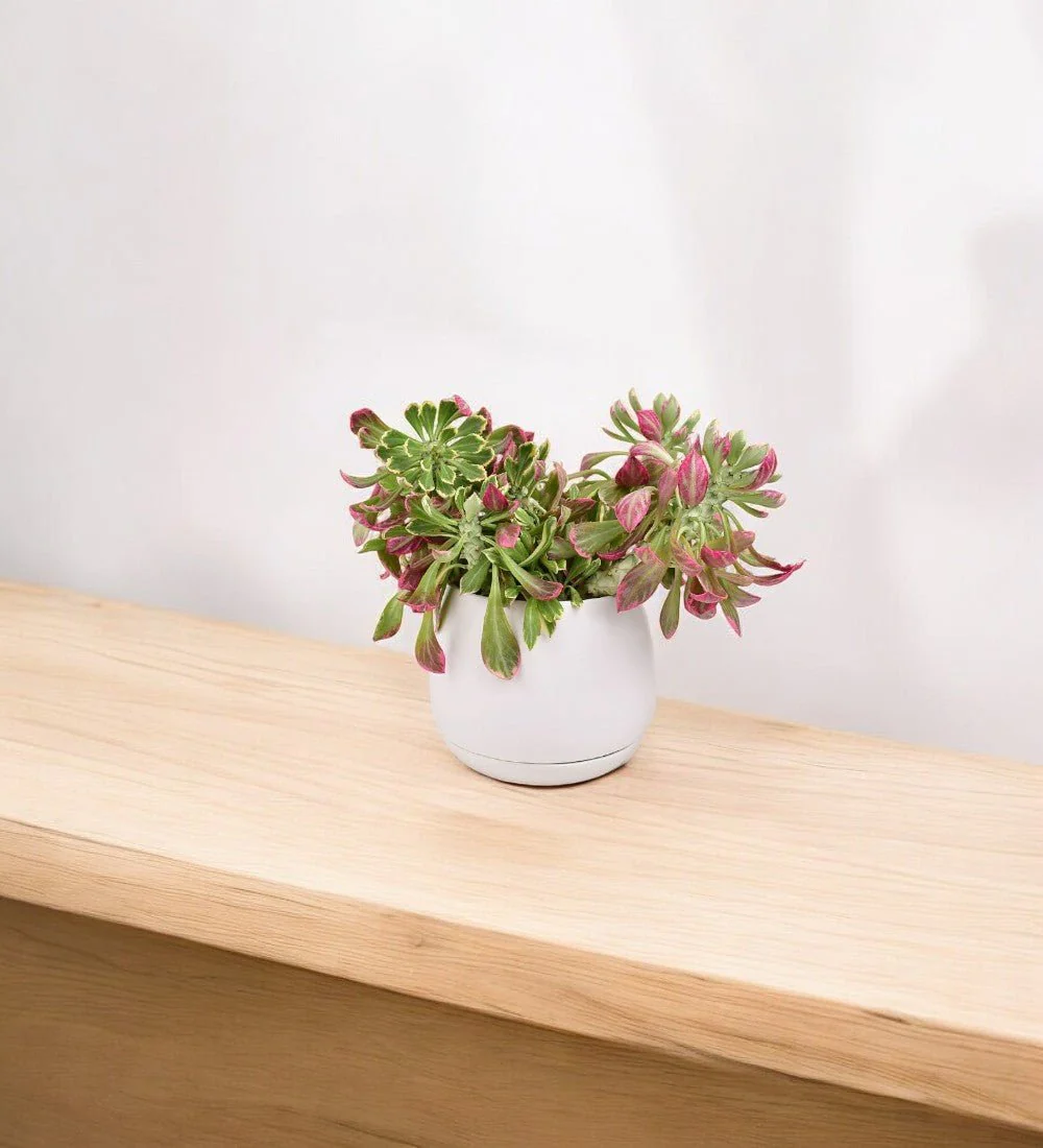 Euphorbia Monadenium - Image 2
