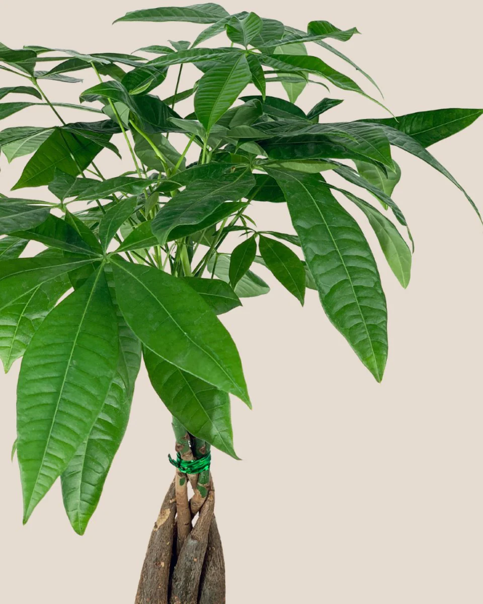 Money Tree Long Braided (Junior) - Image 10