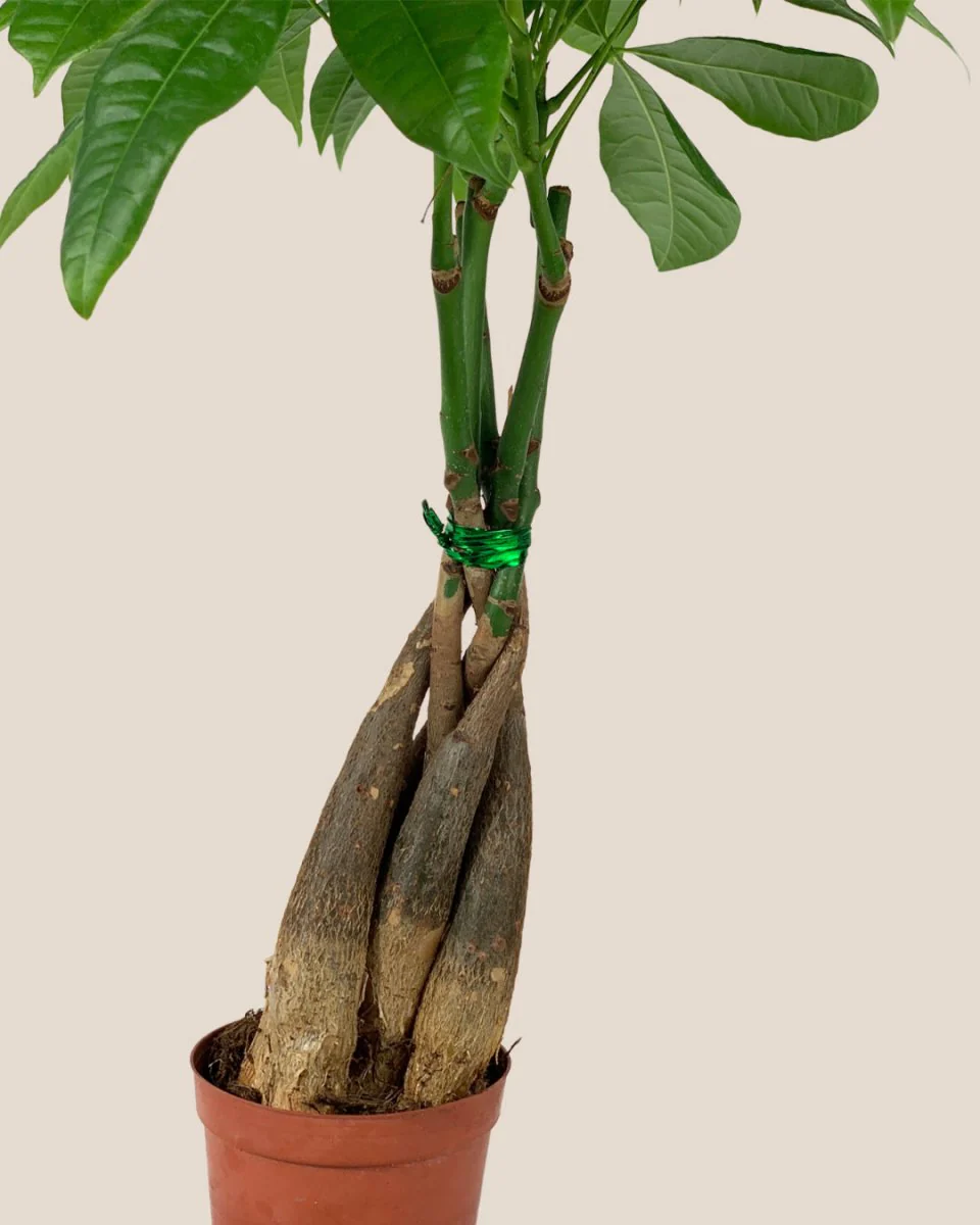 Money Tree Long Braided (Junior) - Image 11