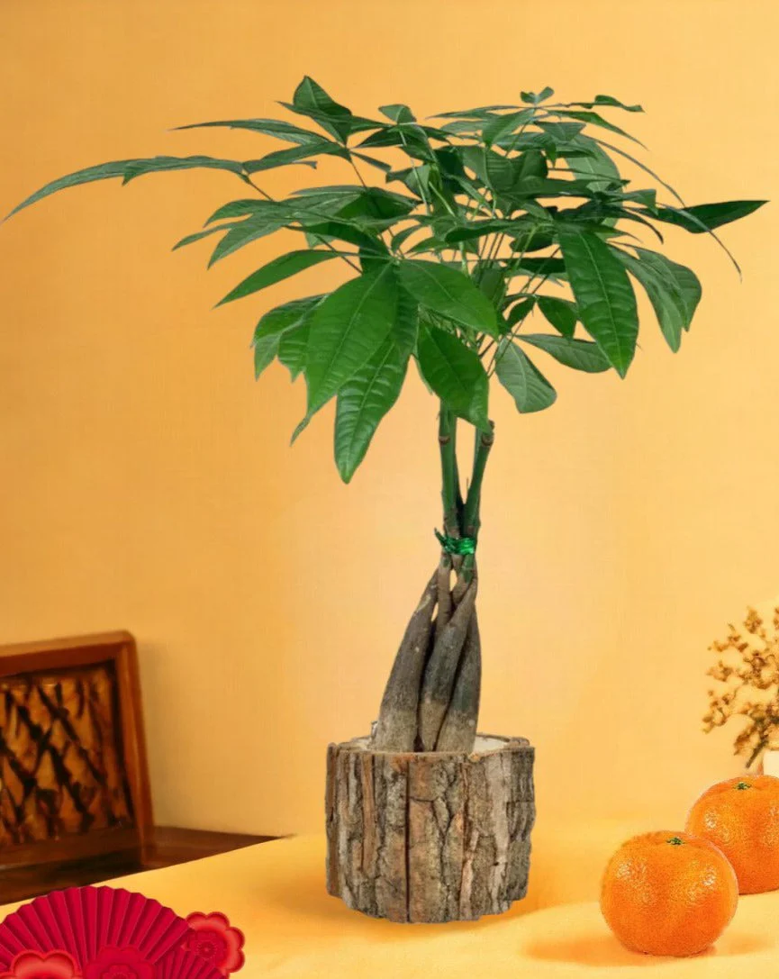 Money Tree Long Braided (Junior) - Image 12
