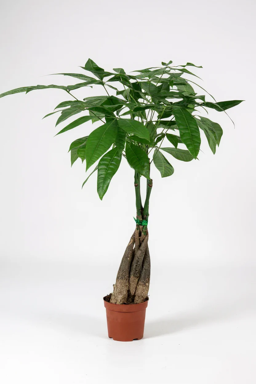 Money Tree Long Braided (Junior) - Image 8