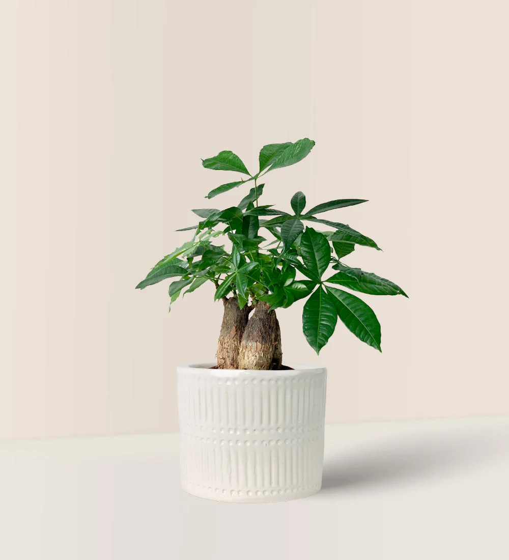 Money Tree Skyrocket - Image 10