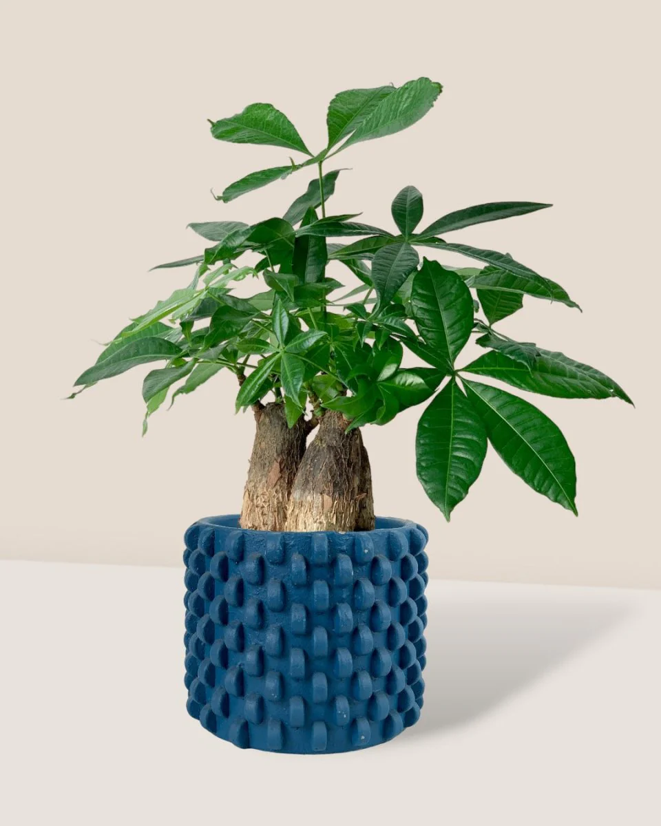 Money Tree Skyrocket - Image 11