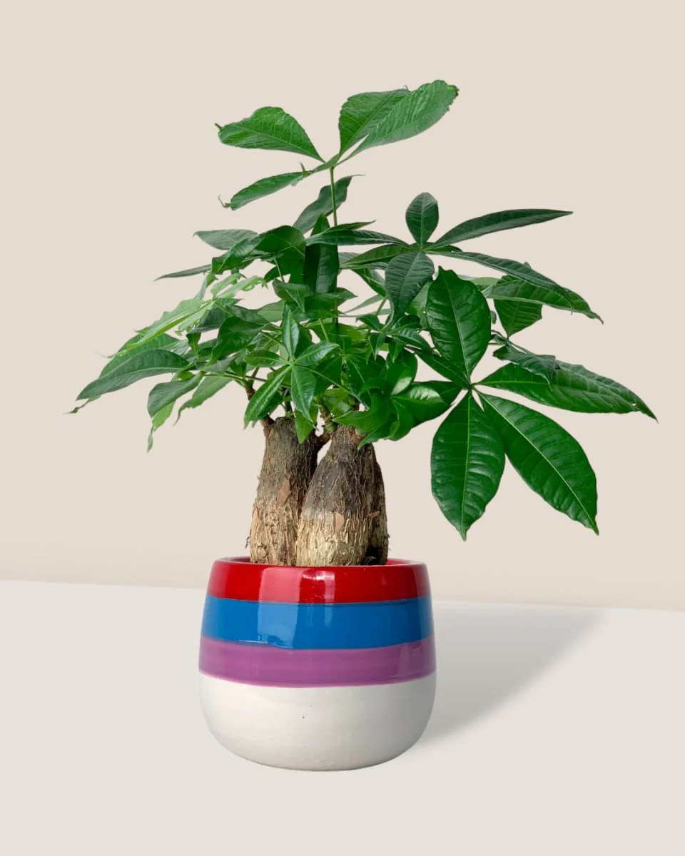 Money Tree Skyrocket - Image 12