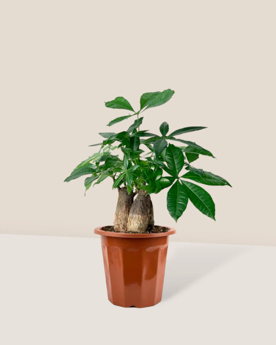 Money Tree Skyrocket - Image 13