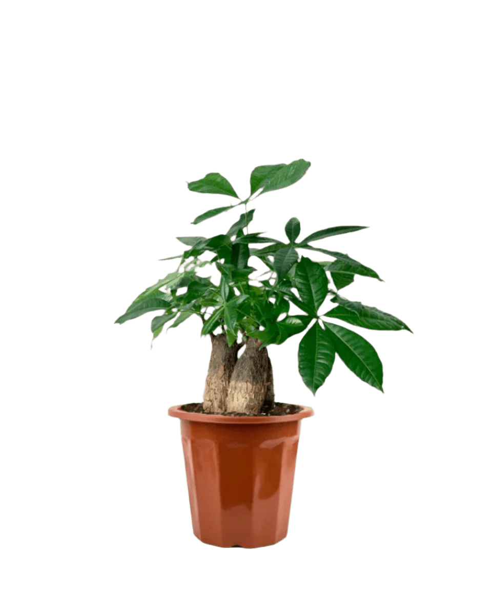 Money Tree Skyrocket - Image 14