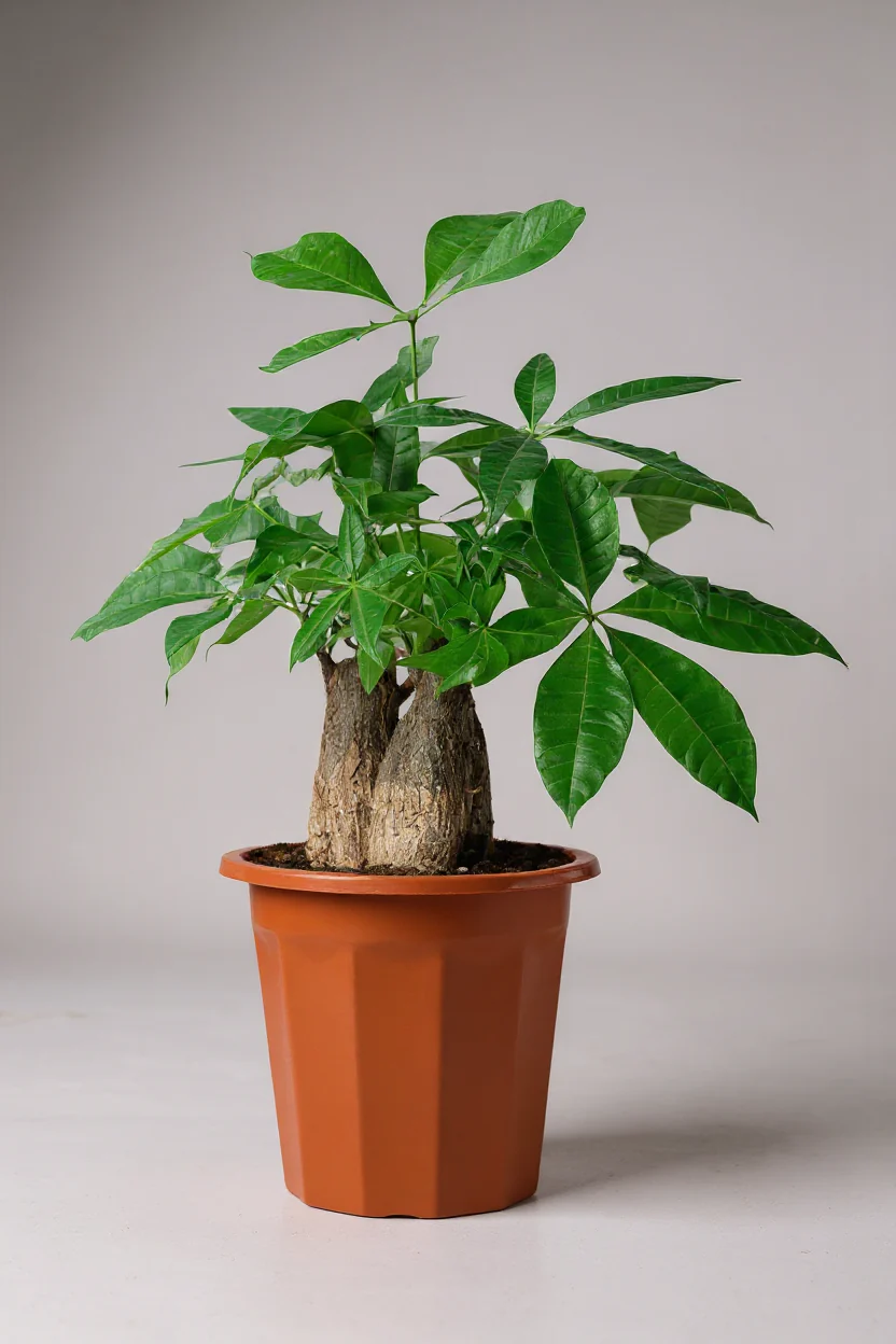 Money Tree Skyrocket - Image 6