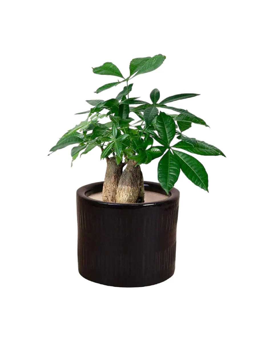 Money Tree Skyrocket - Image 7