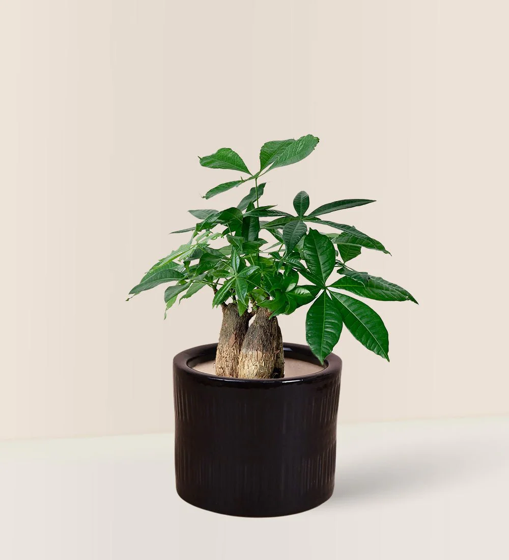 Money Tree Skyrocket - Image 9