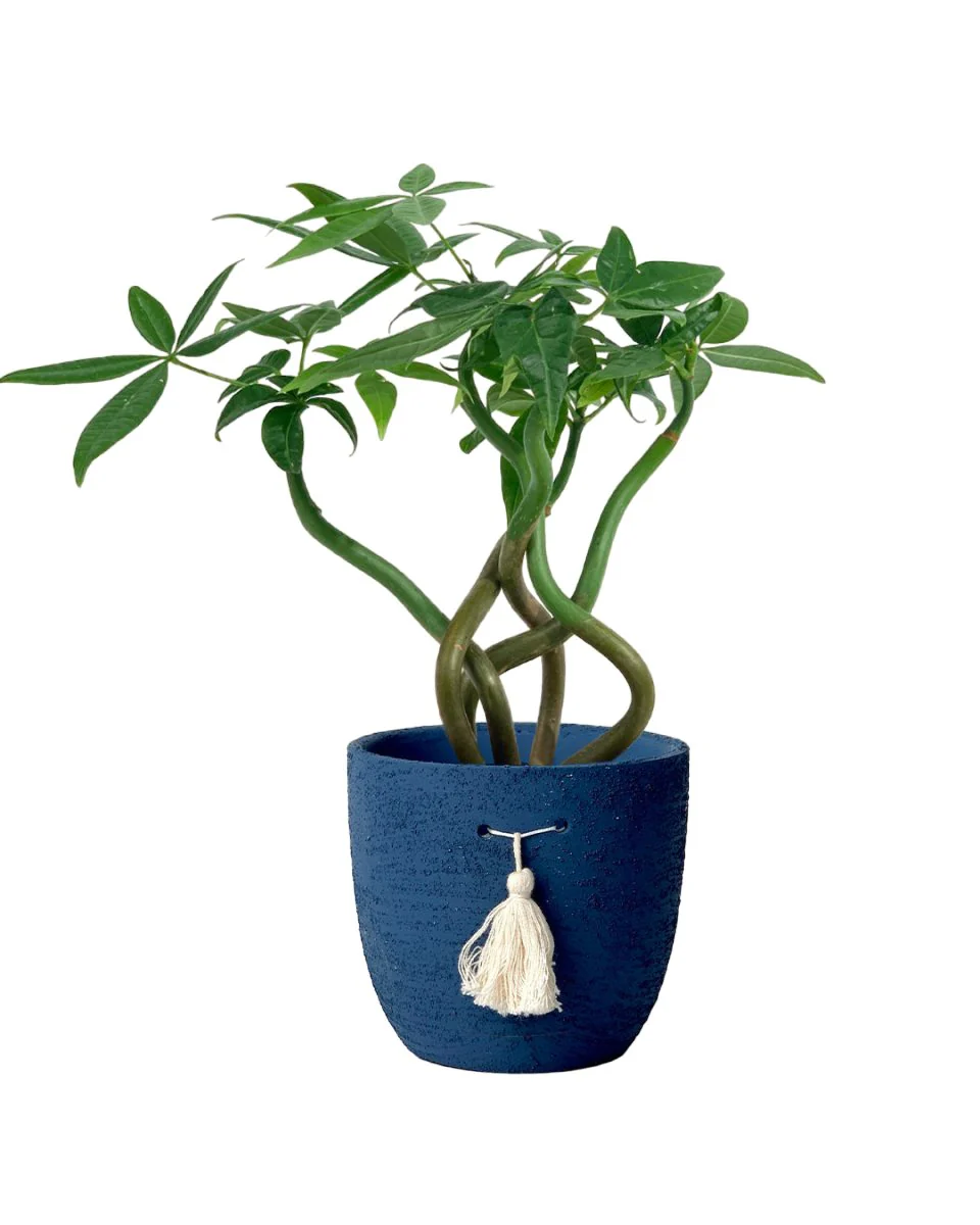 Money Tree Wavy - Image 10