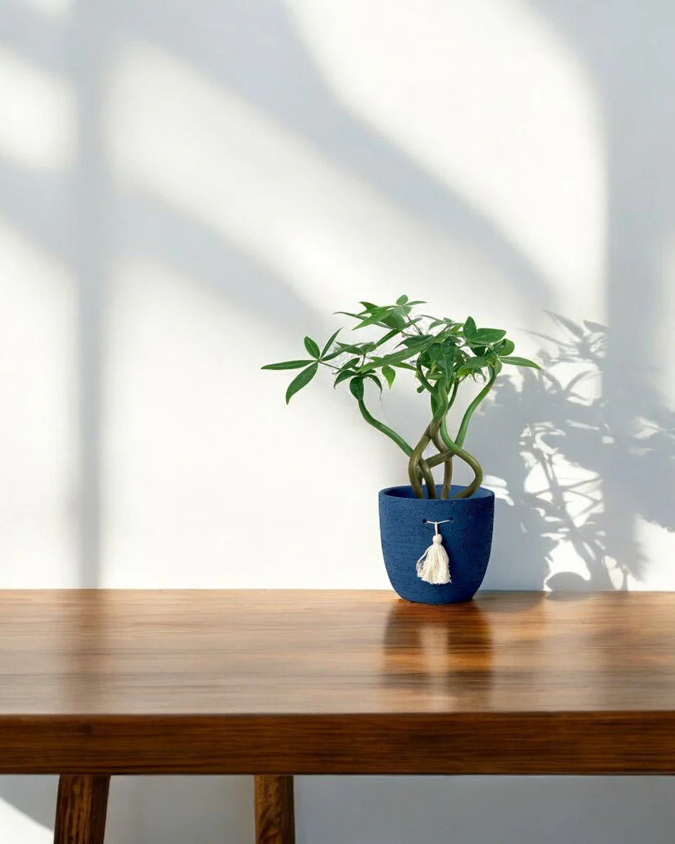 Money Tree Wavy - Image 11