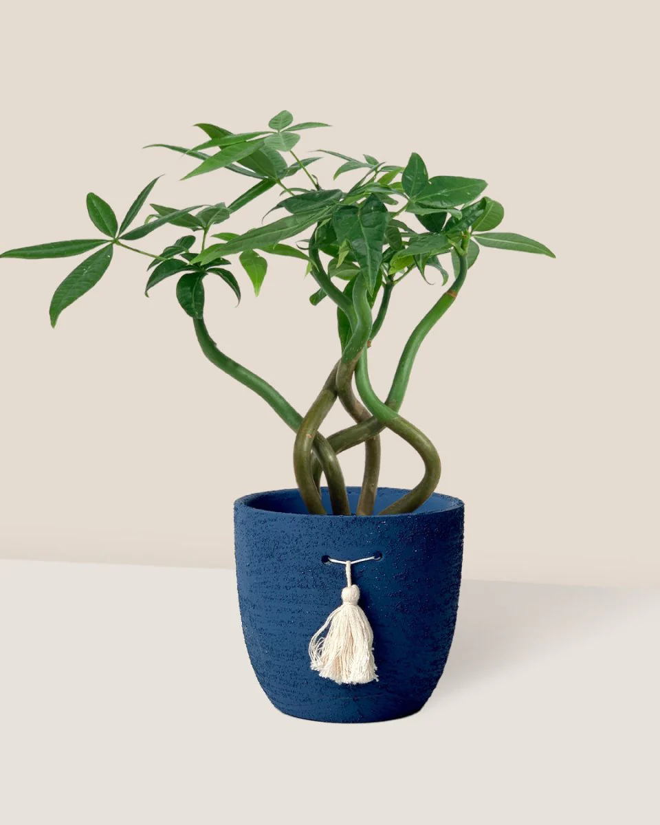 Money Tree Wavy - Image 12