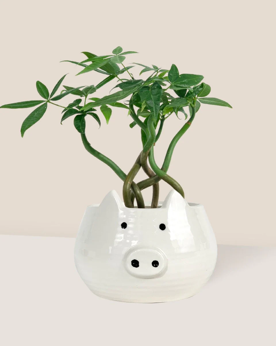 Money Tree Wavy - Image 13