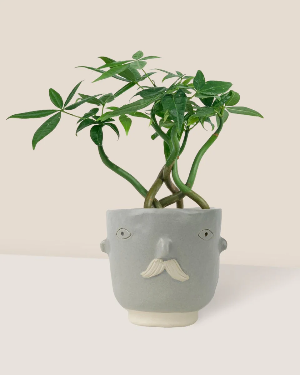 Money Tree Wavy - Image 14