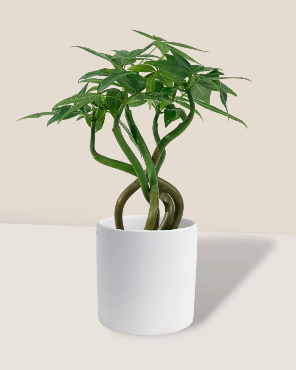 Money Tree Wavy - Image 15